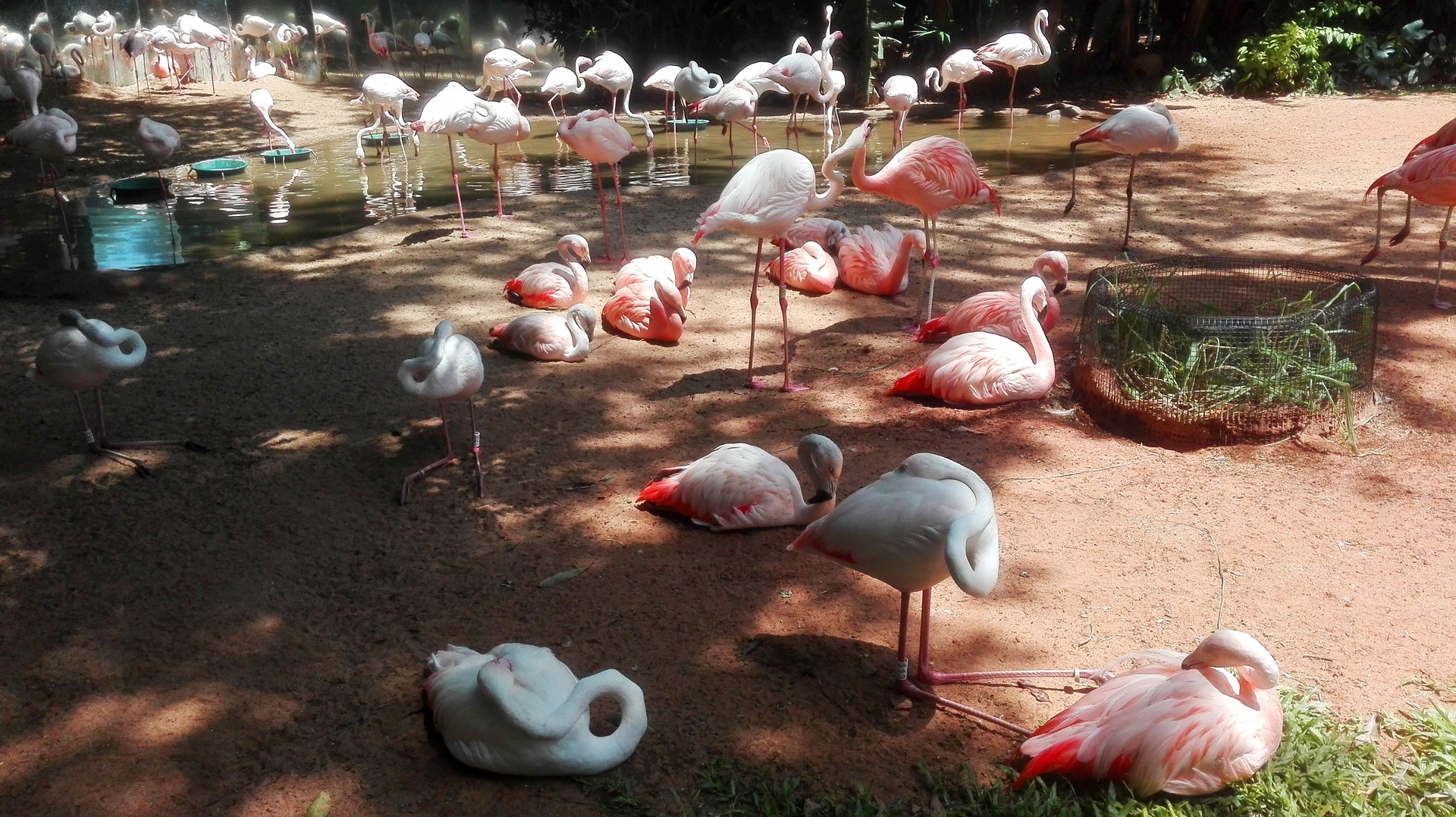 Flamingów naprawdę dużo - najśmieszniejsze są ich sprzeczki :)